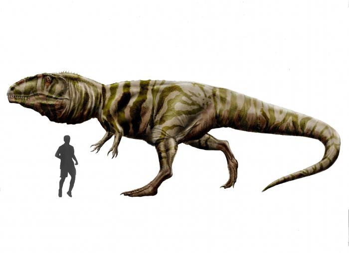 The largest dinosaur: Bruhatkaiozavr or ...