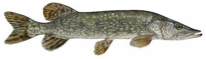 common pike