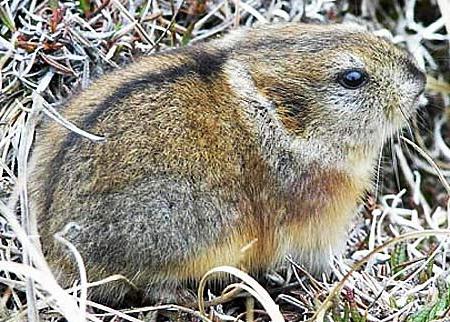 lemming in the tundra