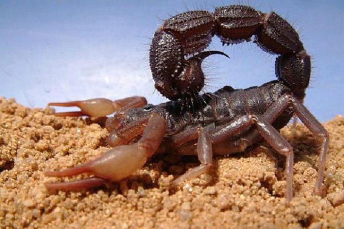 where the scorpion lives