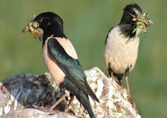 The starling is a useful and singing bird