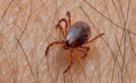 Taiga tick - spreader of dangerous diseases