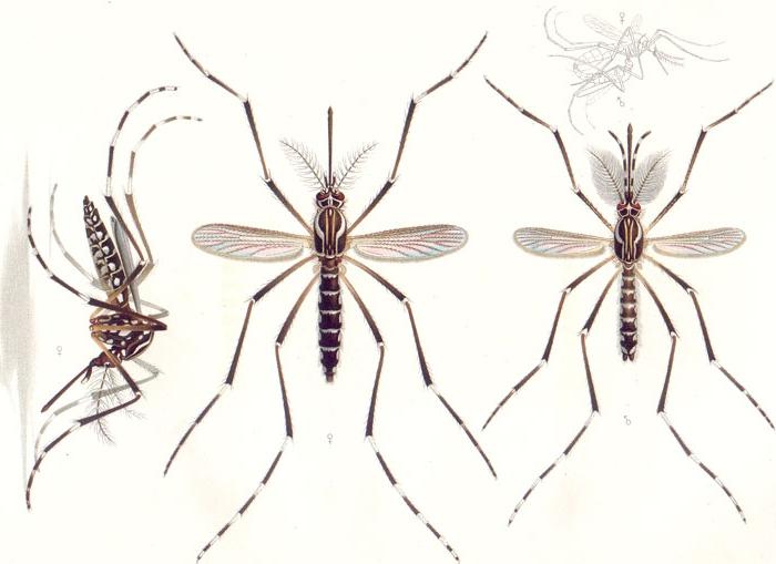 mosquito species photos