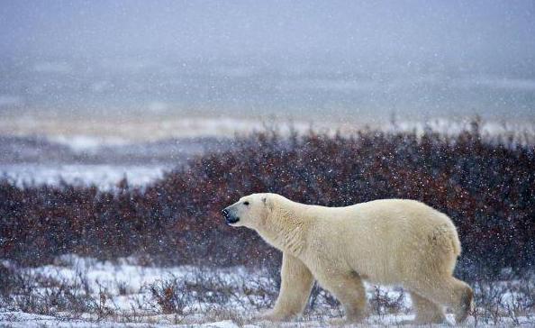 Trophic chain: a pattern typical of the tundra. Chains of food in the tundra zone