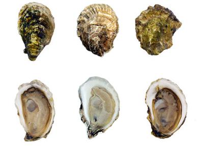 types of oysters