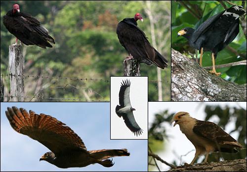 Influence of external appearance and biography on the name of birds of prey