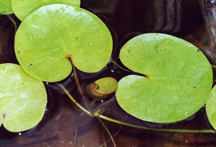 Frog inflorescence: a description of the plant and care