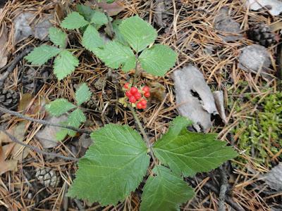 Berry berry - northern garnet