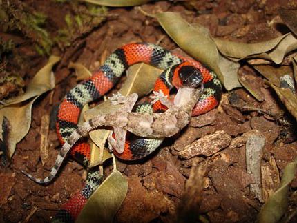 A fascinating beauty: a coral snake