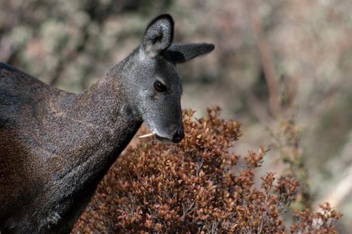 musk deer on a photo of an animal