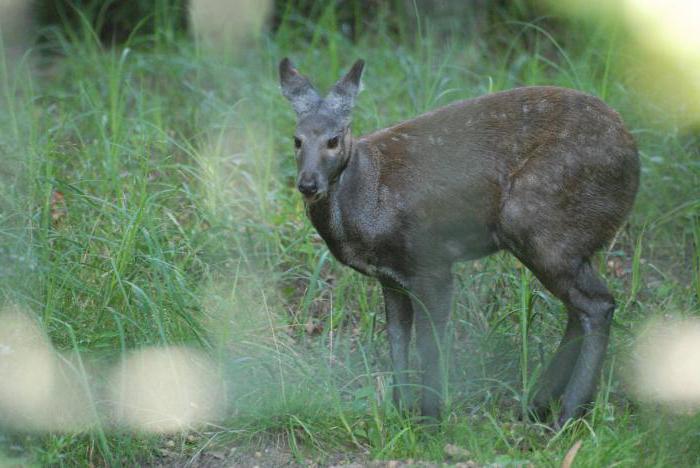 animal musk deer