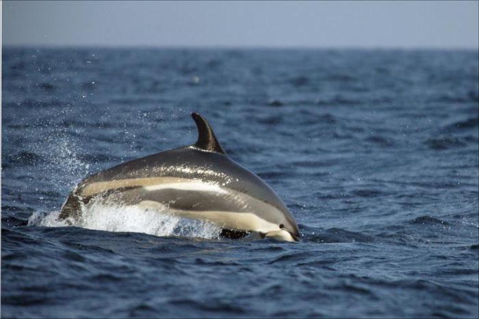 characteristic of the Atlantic Ocean