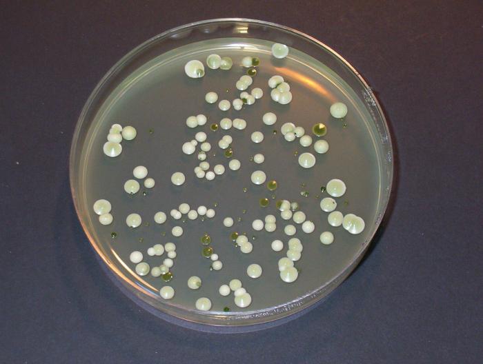 What is common in the structure of all living organisms? General properties of living organisms