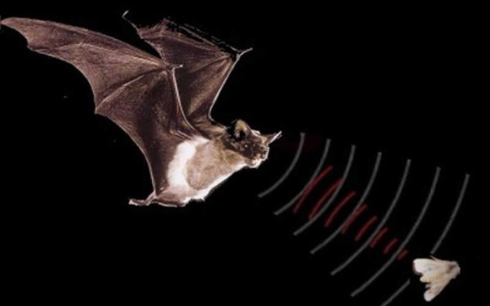 echolocation of bats