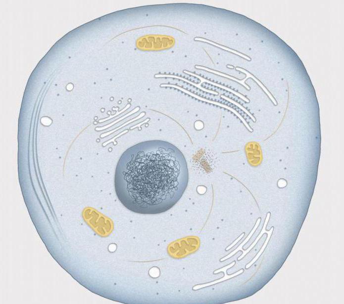 What is the interphase, or the most important part of the cell cycle