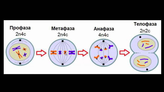 The number of chromosomes in the mitosis prophase