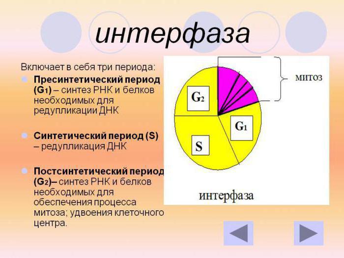 The first phase of mitosis