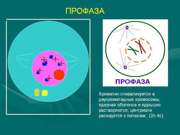 The processes occurring in the prophase of mitosis