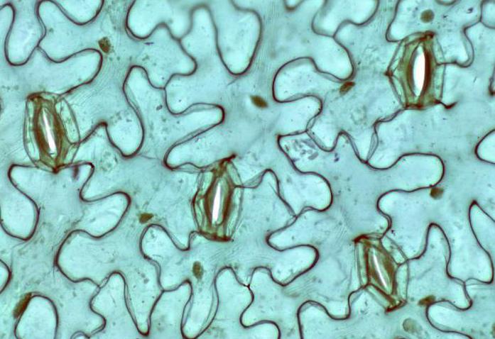 What is stomata: features of structure and functioning