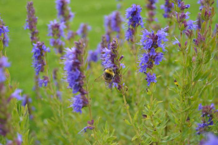 Ecosystem of the meadow. Consumers and components of the meadow ecosystem