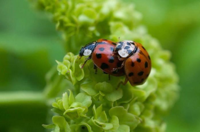 Imago - what is it? The adult (definitive) stage of individual development of insects and some arthropod animals