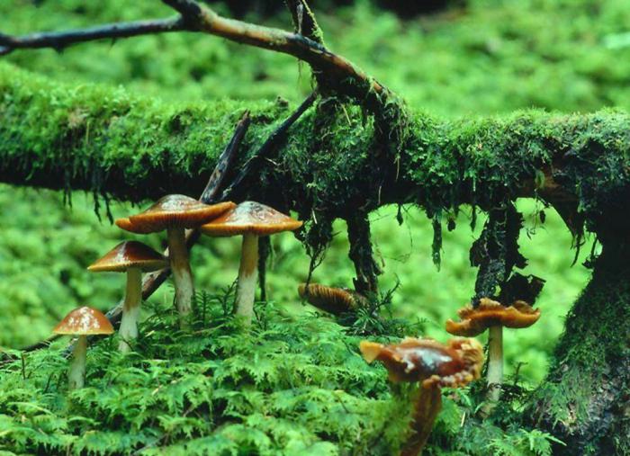 Interesting facts about mushrooms. Why did the mushrooms separate into an independent kingdom?