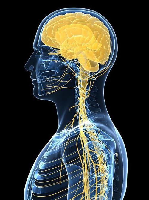 How does the nervous system regulate the endocrine system? How many processes regulates the human nervous system?