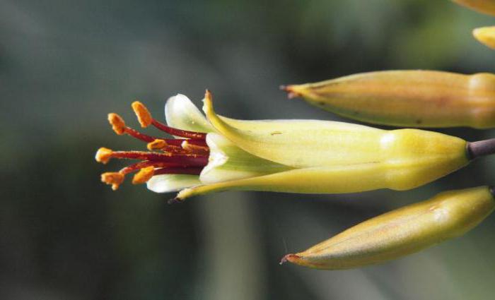 The appearance of flowering plants 