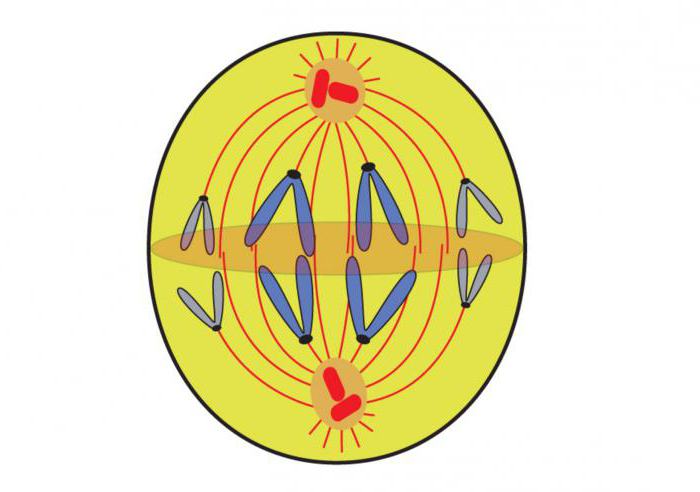 how many cells are formed as a result of mitosis