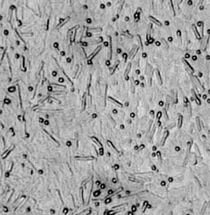 What is the role of spores in the life of bacteria? Self-preservation mechanism