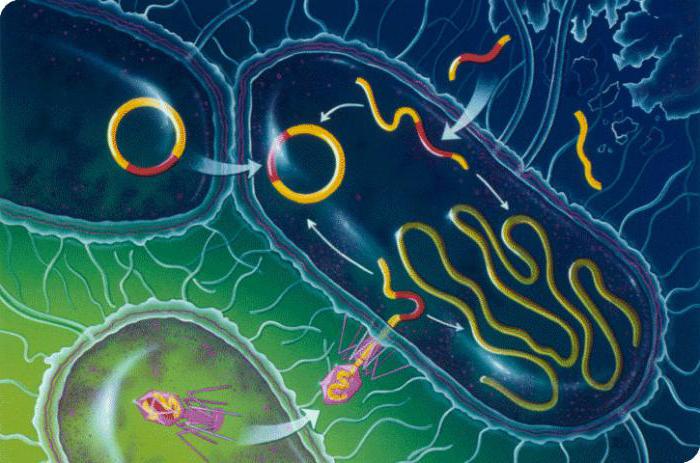 The cell membrane is absent from whom? Structure and functions of the cell membrane