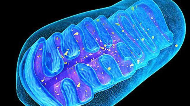 Molecular biology is a science that studies the role of mitochondria in metabolism