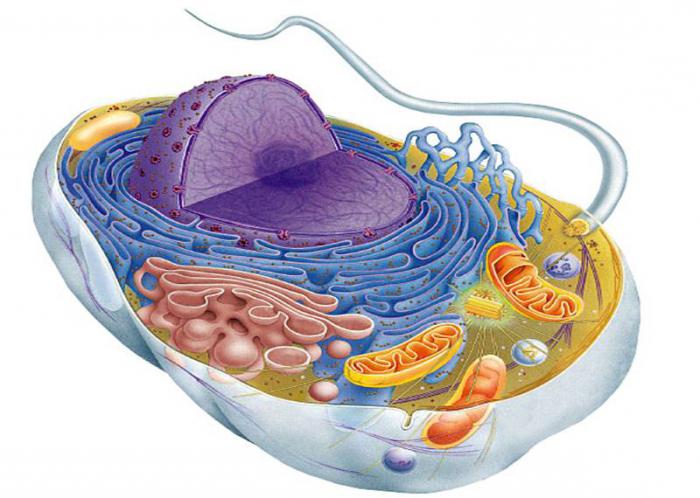 What substances are monomers of proteins