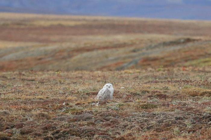 Tundra of Russia 