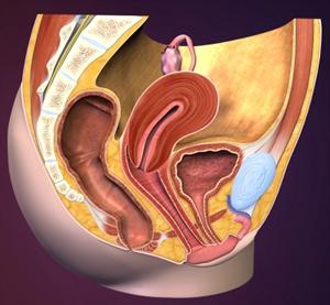 anatomy of the female genitalia