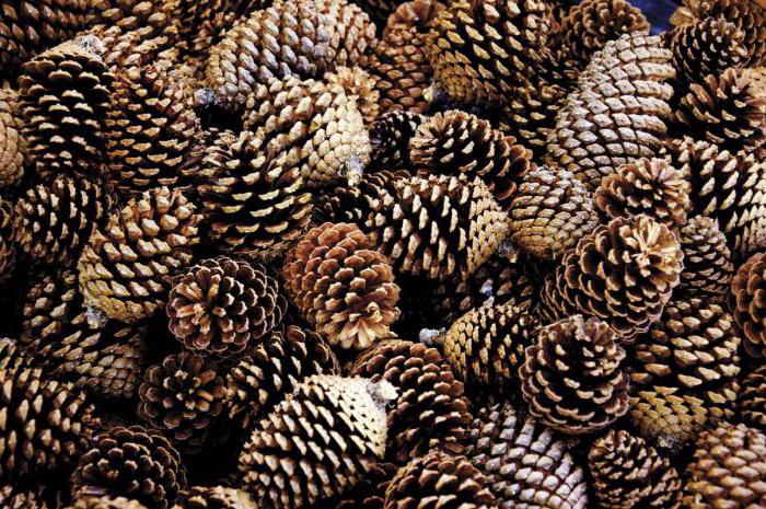 Pine cones