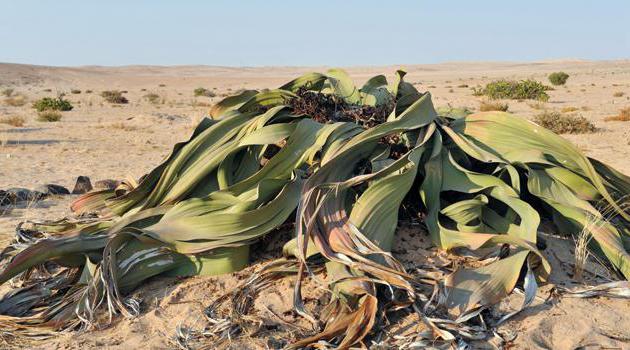 representatives of gymnosperms