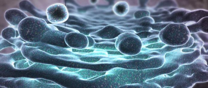 Synthesis of proteins in the cell, the sequence of biosynthetic processes. Synthesis of proteins on ribosomes.