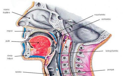 throat structure 