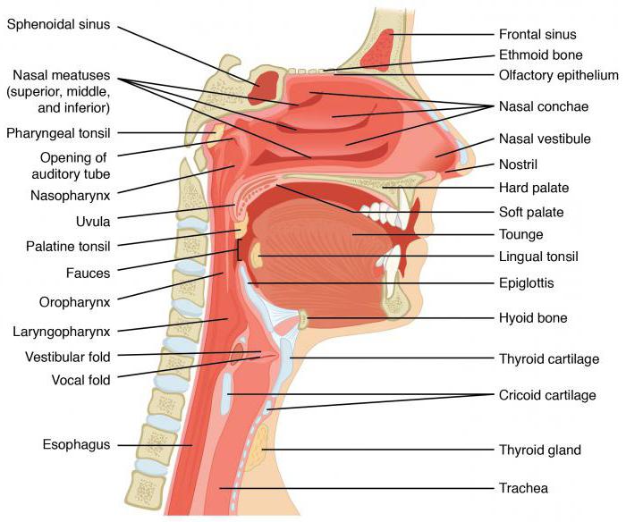 Throat structure of human lymph nodes 