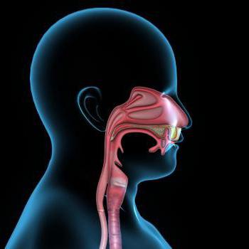 structure of throat and larynx