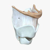 ear throat structure