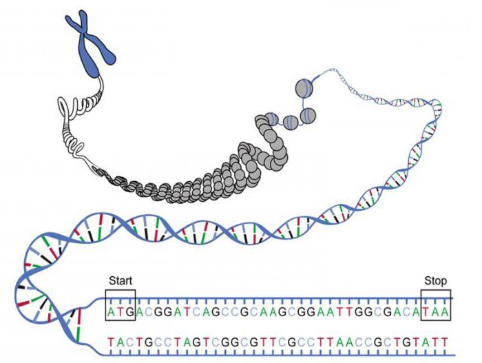 Structure and function of DNA and RNA (Table)