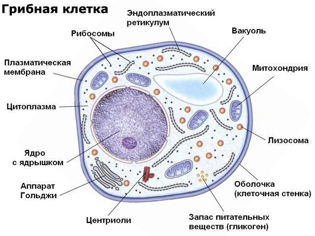 features of the structure of fungal cells