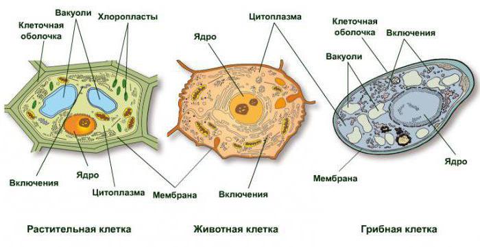 scheme of cell structure of the fungus 