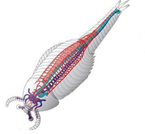 For the first time in the evolution of the circulatory system appears