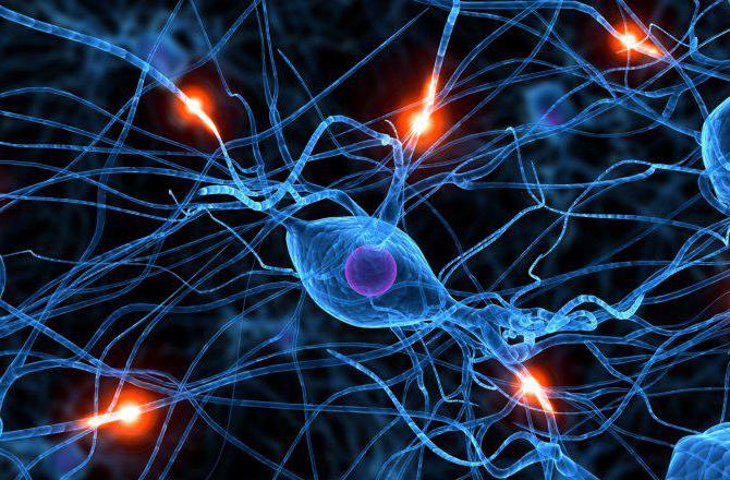 sympathetic and parasympathetic parts of the autonomic nervous system