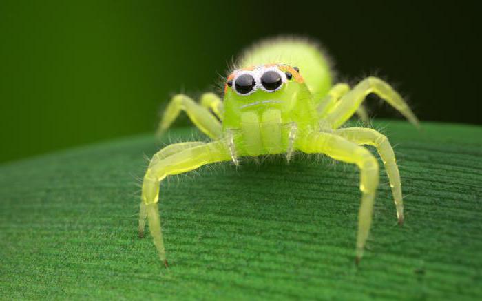 green spider