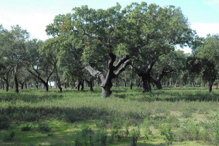 Hard-leaf and evergreen forests and shrubs: geography, flora and fauna