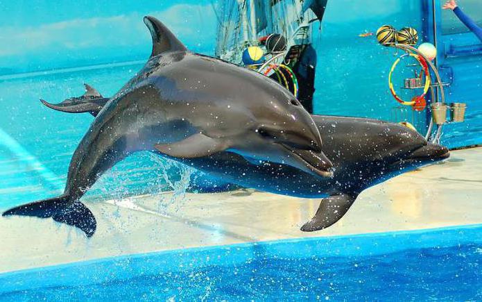 Anapa: dolphinarium 